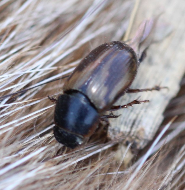 Aphodius prodromus - sárgalábú trágyabogár