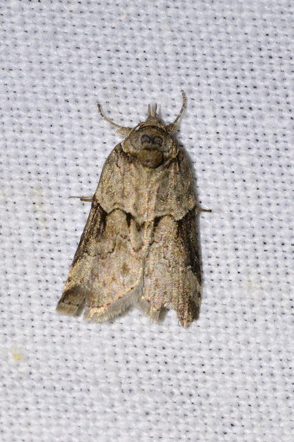 Nycteola siculana - fűz-trapézbagoly