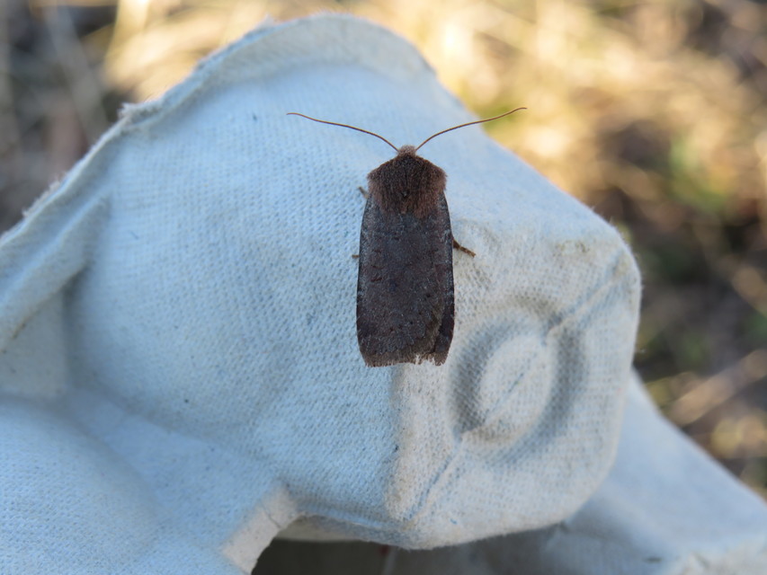 Conistra erythrocephala - vörösfejű őszibagoly