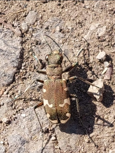 Cicindela sylvicola - erdei homokfutrinka
