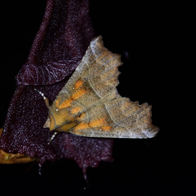 Scoliopteryx libatrix - vörös csipkésbagoly Scoliopteryx libatrix - vörös csipkésbagoly