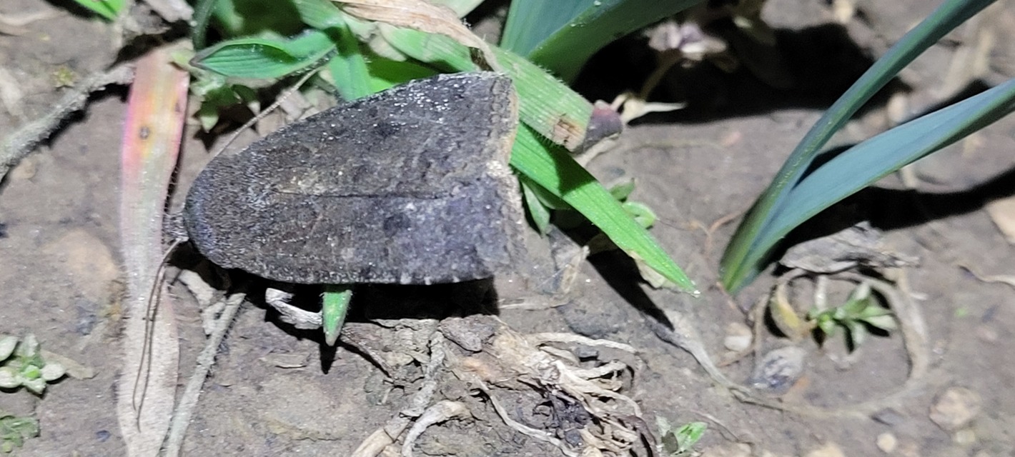 Conistra ligula - hegyesszárnyú őszibagoly