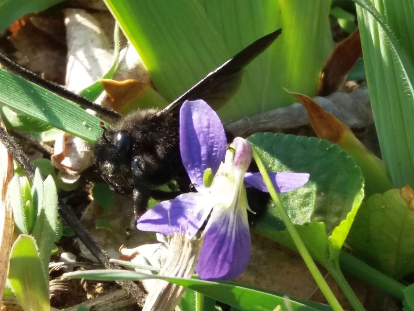 Xylocopa violacea - kék fadongó