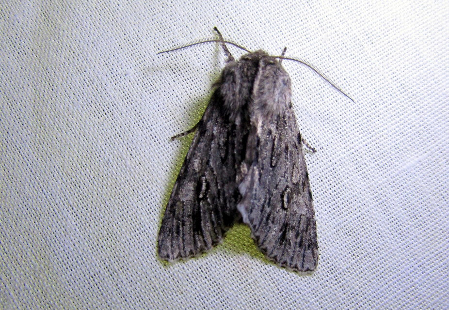 Brachionycha nubeculosa - zömök fésűsbagoly