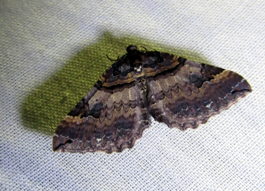Earophila badiata - csipkerózsa-araszoló