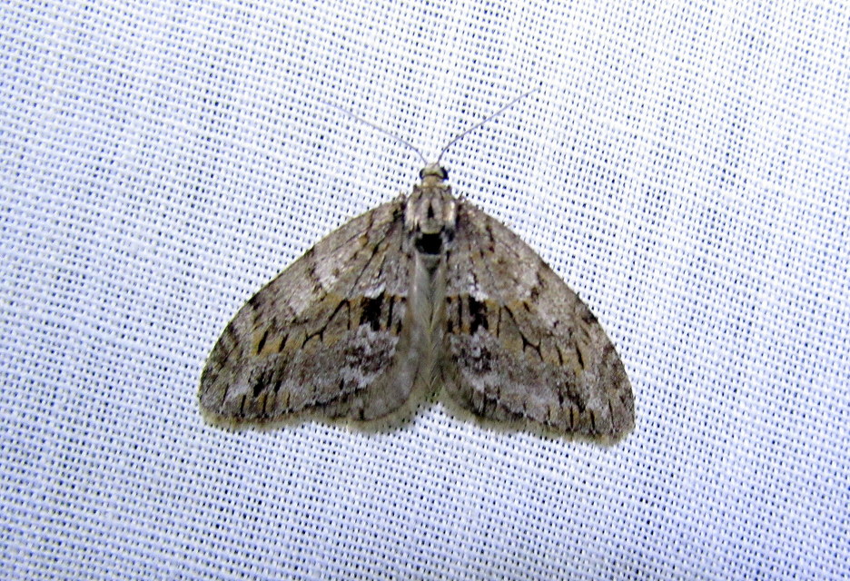 Trichopteryx polycommata - kőrisfa-lebenyesaraszoló