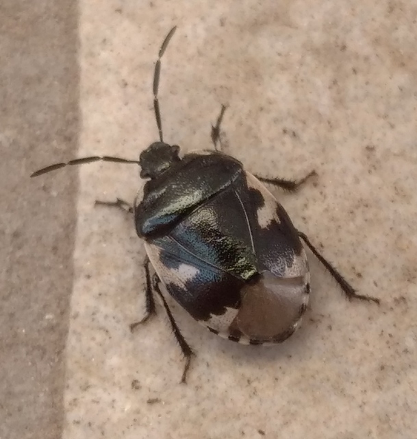 Tritomegas bicolor - foltos földipoloska