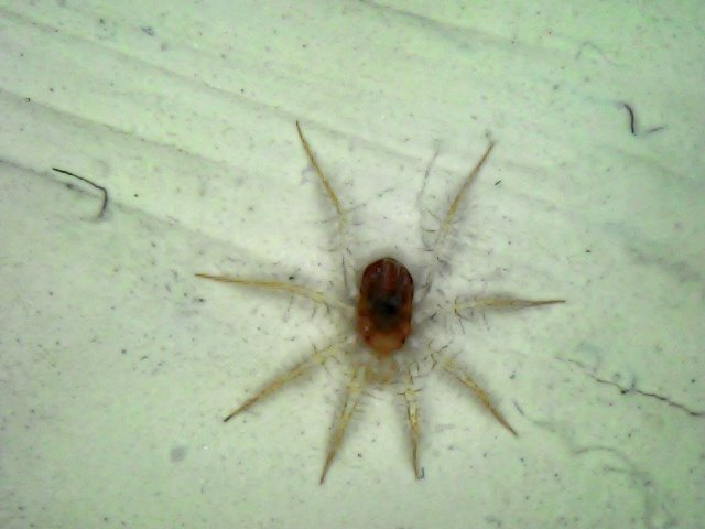 Erythracaridae