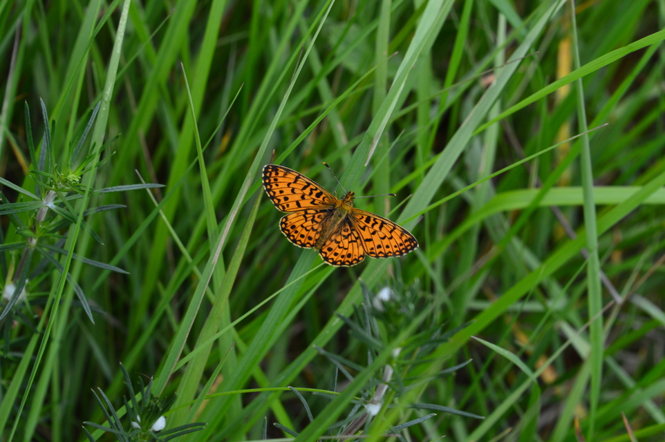 Boloria selene - fakó gyöngyházlepke