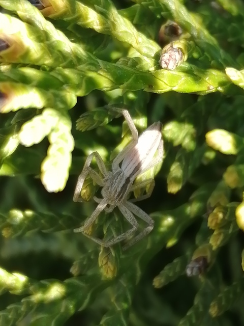Tibellus