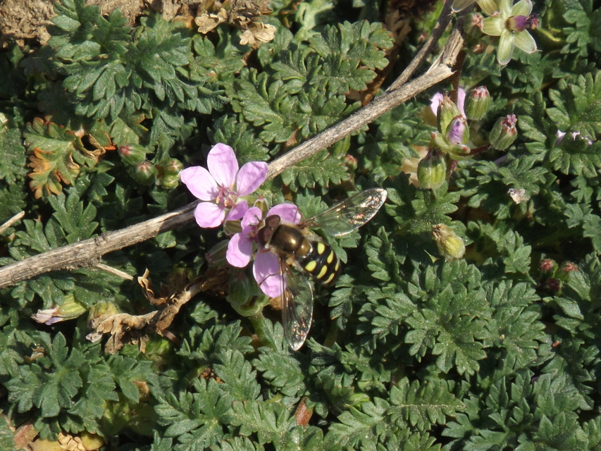Eupeodes