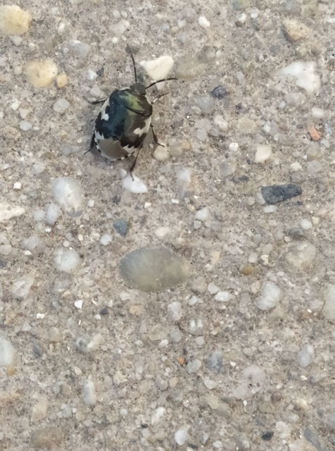 Tritomegas bicolor - foltos földipoloska