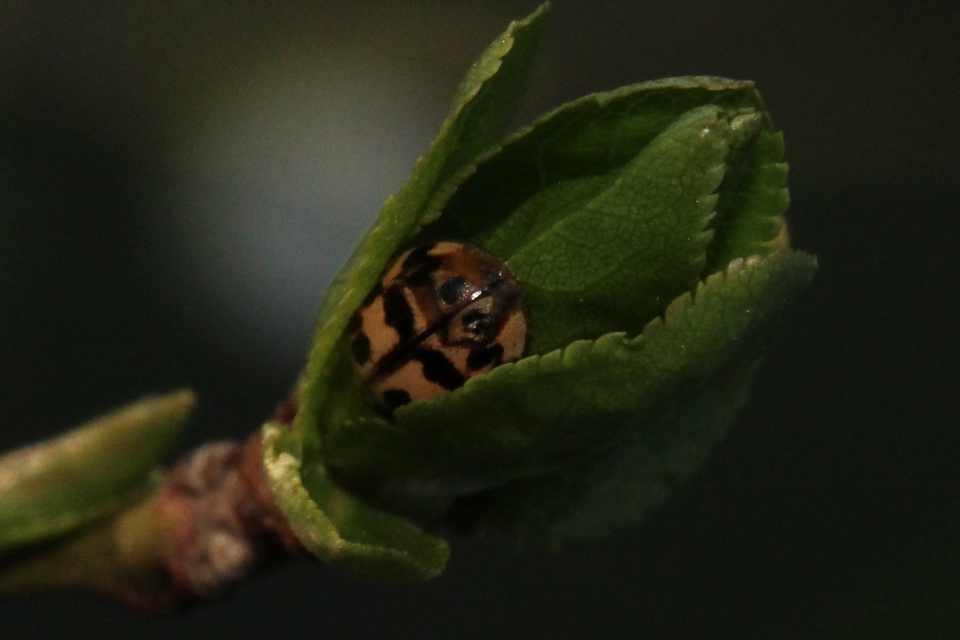 Oenopia conglobata - rózsás katica