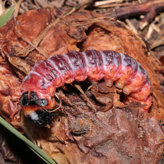 Cossus cossus - fűzfarontólepke