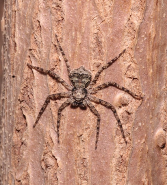 Philodromus poecilus - cifra karolópók