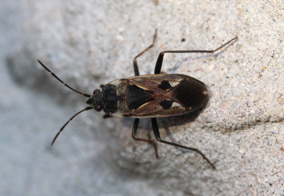 Rhyparochromus vulgaris - közönséges díszesbodobács