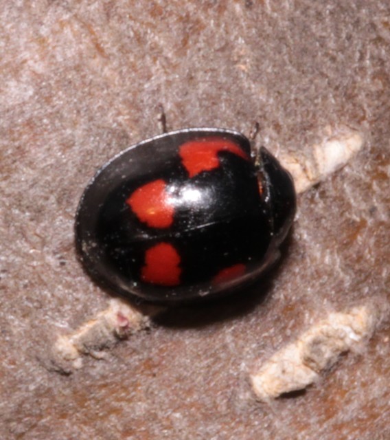Exochomus quadripustulatus - négyfoltos szerecsenkata