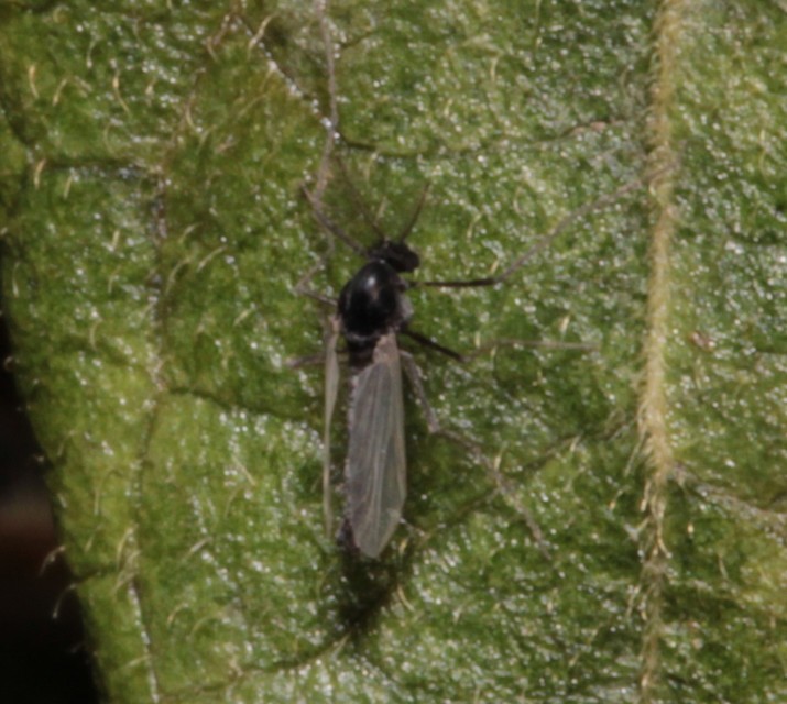 Chironomidae - árvaszúnyogok