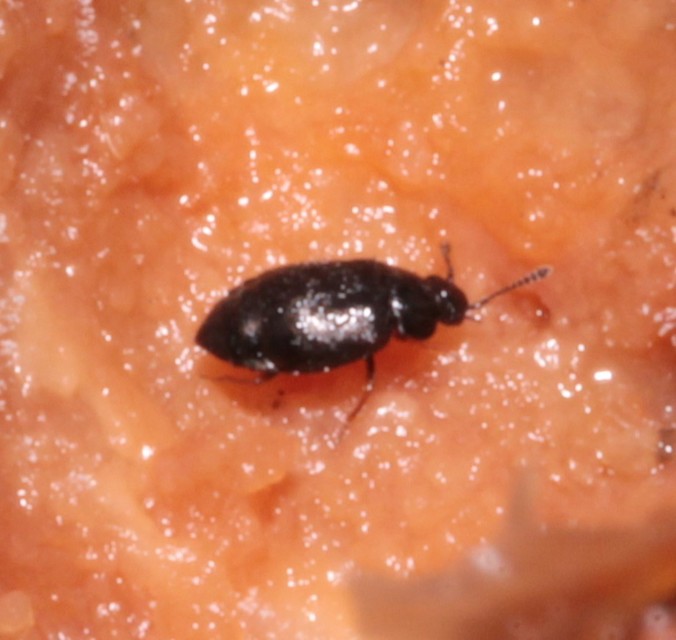 Proteinus