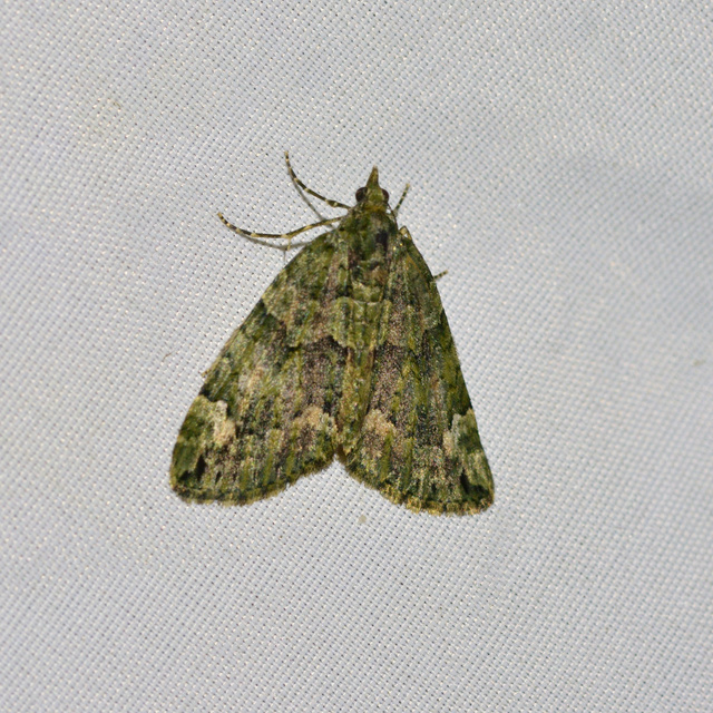 Chloroclysta siterata - salátazöld araszoló