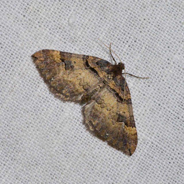 Earophila badiata - csipkerózsa-araszoló