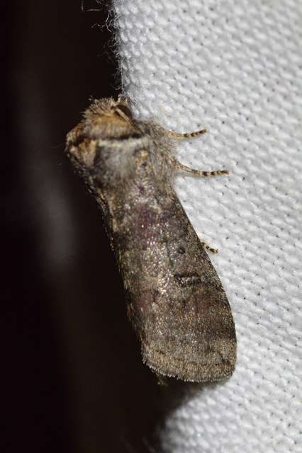 Asphalia ruficollis - vörösnyakú pihésszövő