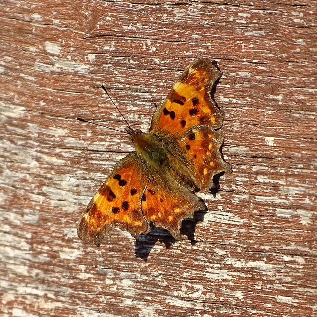 Nymphalis c-album - C-betűs lepke