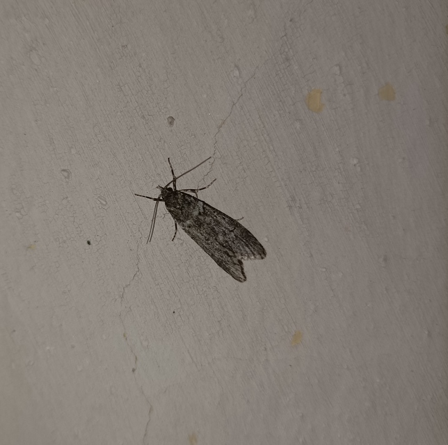 Diurnea fagella - szürke tavaszimoly