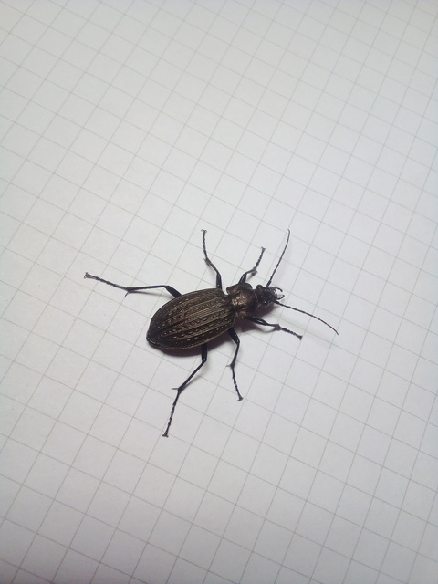 Carabus granulatus - mezei futrinka