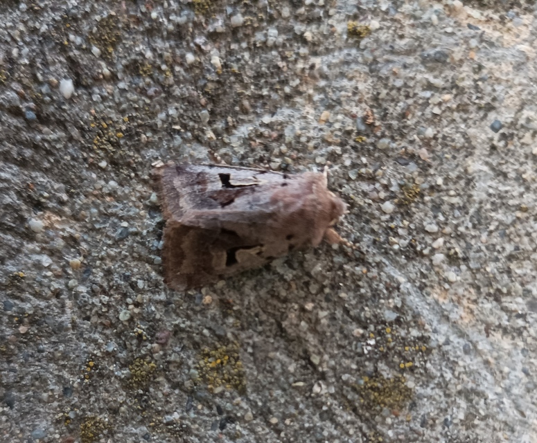 Orthosia gothica - feketefoltos barkabagoly
