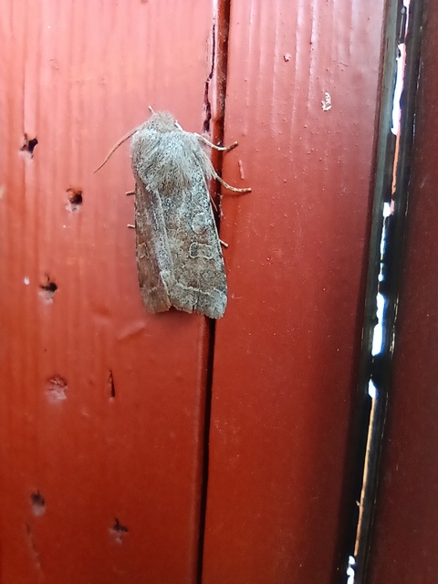 Orthosia incerta - változékony barkabagoly