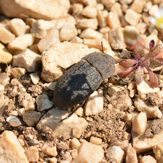 Opatrum sabulosum - sároshátú gyászbogár