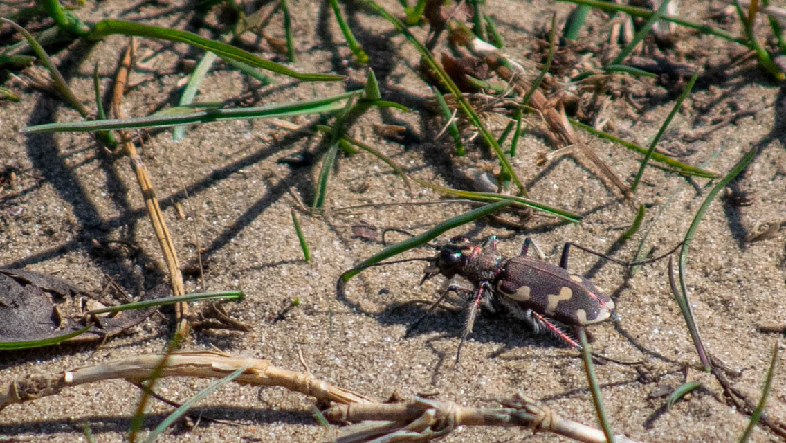 Cicindela hybrida - öves homokfutrinka