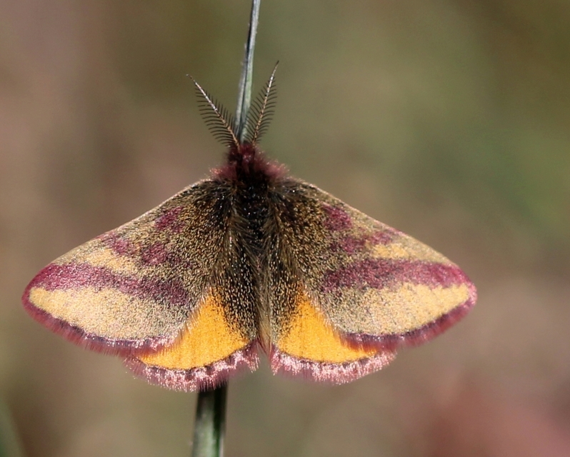 Lythria cruentaria - bíborcsíkos araszoló