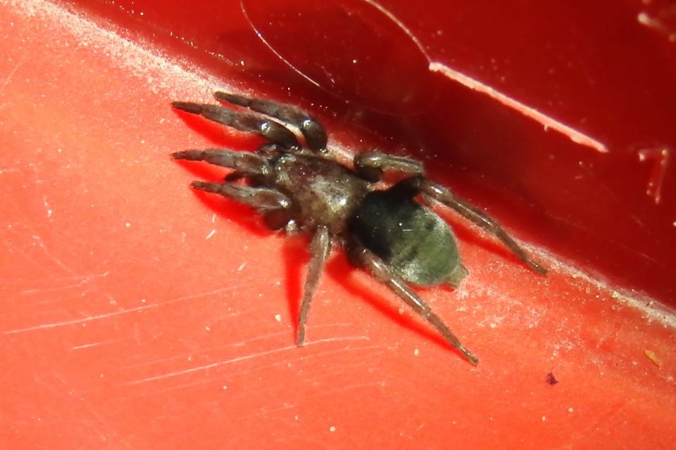 Scotophaeus