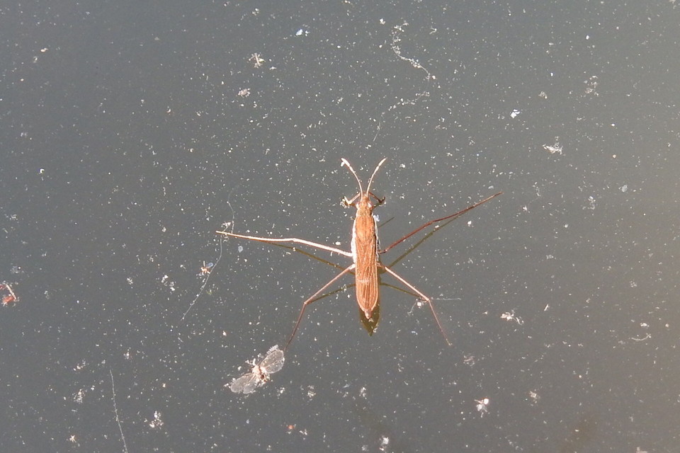 Gerridae - molnárpoloskák