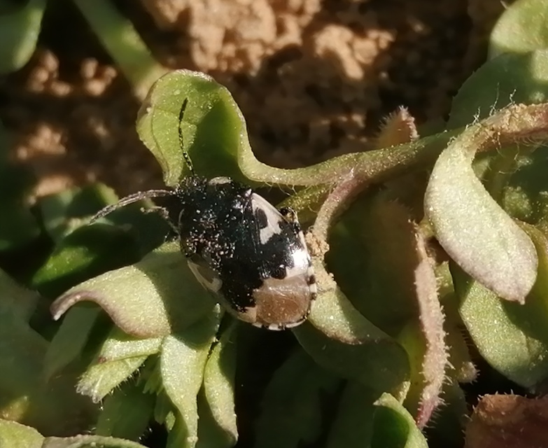 Tritomegas bicolor - foltos földipoloska