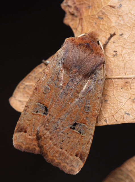 Conistra erythrocephala - vörösfejű őszibagoly