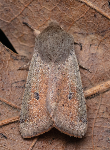 Orthosia cruda - kis barkabagoly