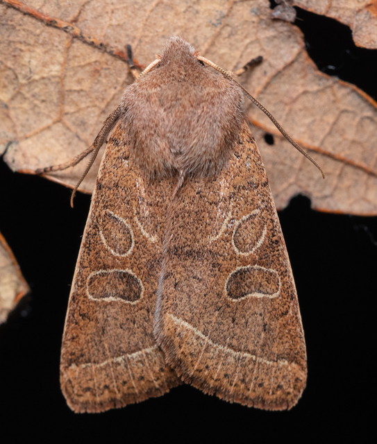 Orthosia cerasi - közepes barkabagoly