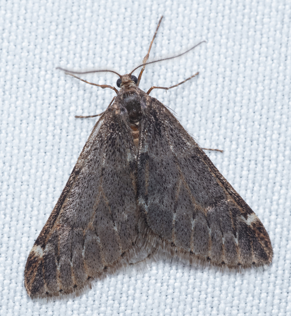 Alsophila aescularia - vadgesztenye-araszoló