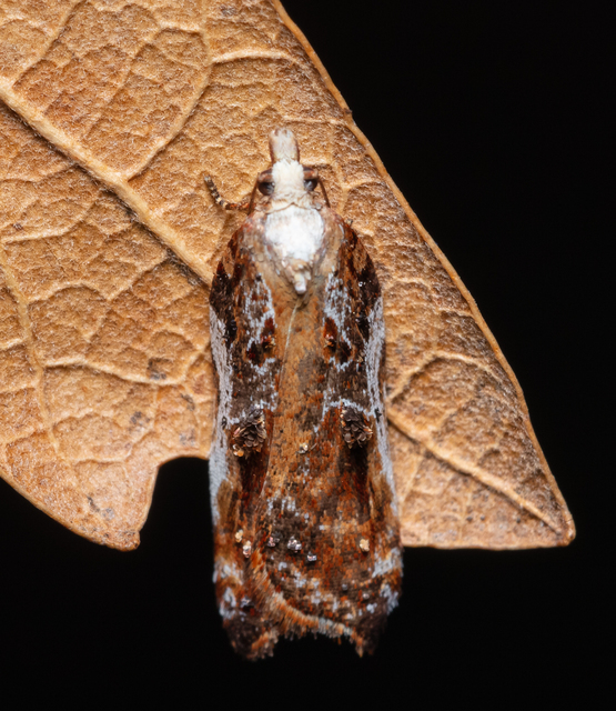 Acleris cristana - pamacsos levélmoly