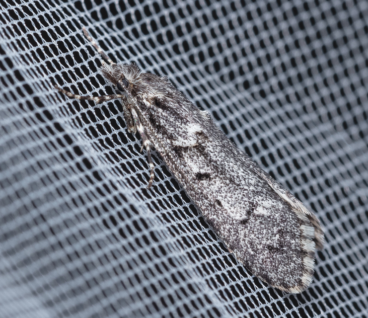 Diurnea fagella - szürke tavaszimoly