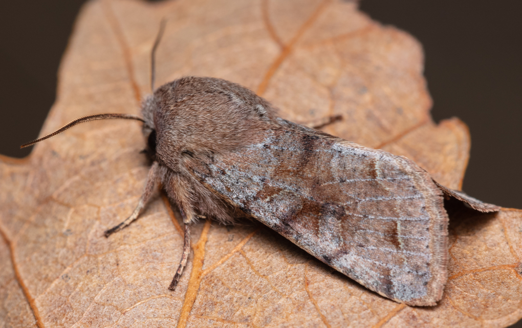 Orthosia incerta - változékony barkabagoly