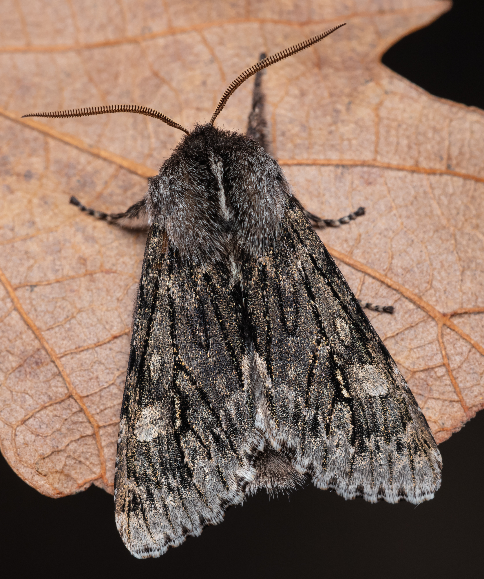 Brachionycha nubeculosa - zömök fésűsbagoly