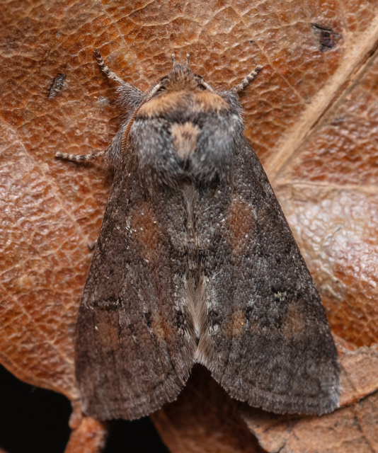 Asphalia ruficollis - vörösnyakú pihésszövő