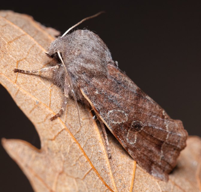 Orthosia incerta - változékony barkabagoly