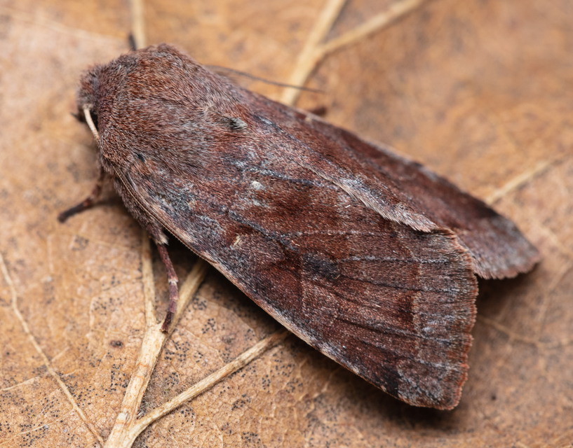Orthosia incerta - változékony barkabagoly