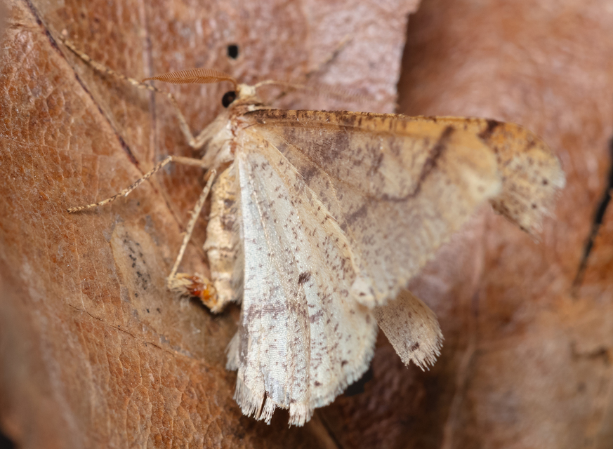 Agriopis marginaria - sárgás téliaraszoló