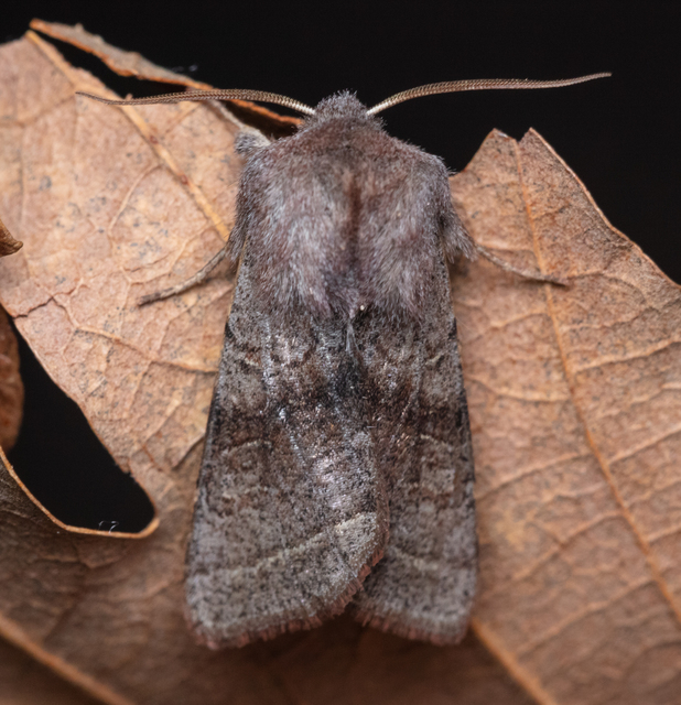 Orthosia opima - hegyesszárnyú barkabagoly